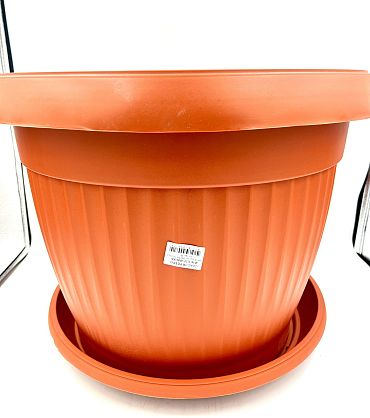 Саксия ребра Ф36